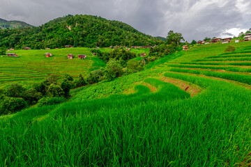 Fototapeta premium Natural background on the mountain with green rice terraces. Pa Bong Piang is one of the beautiful viewpoints in Chiang Mai, Thailand, overlooking the surrounding mountains. It is always popular.