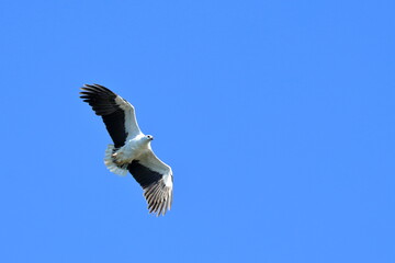 white-bellied sea eagle