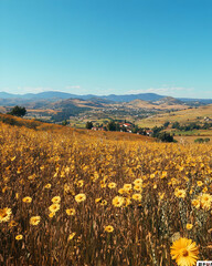 Fototapeta premium Yellow Flowers Field in a Mountainous Landscape - Illustration