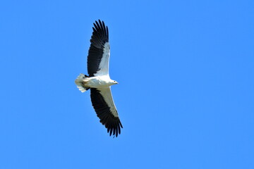 white-bellied sea eagle
