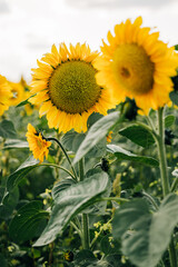 Obraz premium Close-up of blooming sunflowers in a lush green field