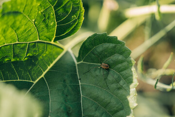 A small spider crawling on a green leaf, illuminated by sunlight