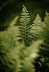 close up abstract detail of ferns in the woods in Maine in spring.
