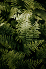 dappled sunlight on ferns in the woods in Maine in spring.