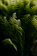 close up abstract detail of ferns in the woods in Maine in spring.