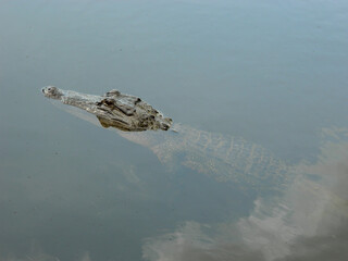Alligator/Crocodile Floating In The Swamp