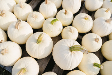 overhead view of white pumpkins