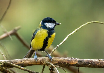 Close up of a beautiful great tit bird perched on a branch with natural background 