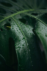 Close up water drops on monstera leaves in dark background © Cavan