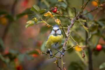 Eurasian blue tit sits on the branch of a rose hip