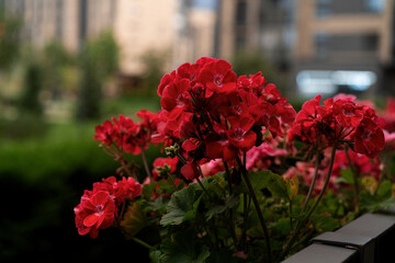 Geranium flowers on a rainy day on the terrace.