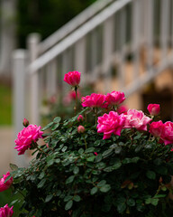 double knock out rose tree blooms growing in a garden bed