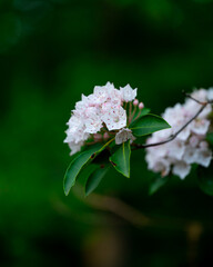 mountain laurel growing in the woods