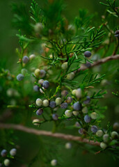 close up of juniper berries from juniper tree branches