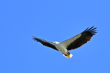white-bellied sea eagle