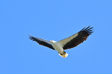 white-bellied sea eagle