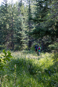 A group of hikers walk a forested trail with tall trees and greenery