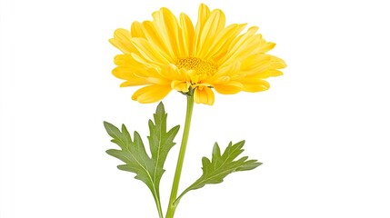 Chrysanthemum on solid white background, single object