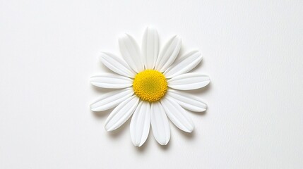 Obraz premium Daisy on solid white background, single object