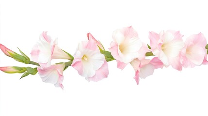 Fototapeta premium Gladiolus on solid white background, single object