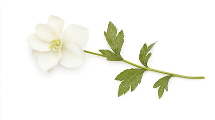 Hellebore on solid white background, single object