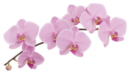 Orchid on solid white background, single object
