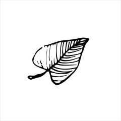 Minimalist black and white leaf sketch with intricate details. Ideal for botanical art, autumn-inspired decor, or elegant nature designs.