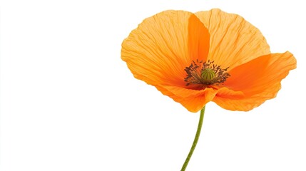 Poppy on solid white background, single object