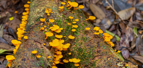 bright orange fungi on the trunk of a dead rainforest tree at lamington national park