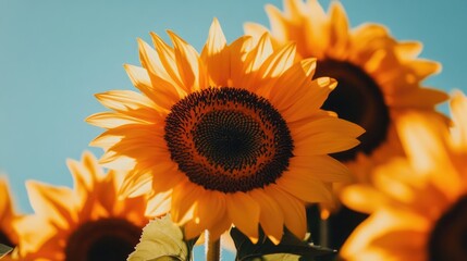 Obraz premium A close-up shot of sunflowers basking in the sunlight, their bright yellow petals glowing against a clear blue sky.