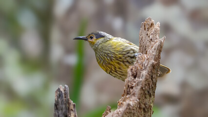 a macleay's honeyeater perching on a tree stump at lake eacham in nth qld, australia