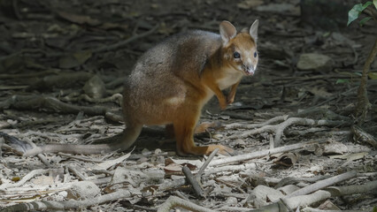 a red-legged pademelon in the tropical rainforest at lake eacham of north qld, australia