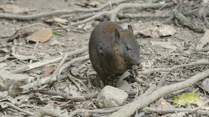 a front view of a musky rat-kangaroo feeding in the tropical rainforest at lake eacham in nth qld, australia