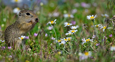 Europ&auml;ischer Ziesel // European ground squirrel (Spermophilus citellus) - Donaudelta, Rum&auml;nien