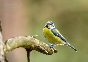 Cute little blue tit foraging around a tree branch looking for insects with natural background