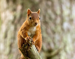 Obraz premium Close up of a cute and inquisitive little scottish red squirrel in the woodland