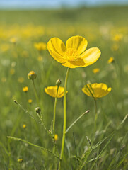Obraz premium A bright yellow Buttercup flower in sharp focus, standing tall in a meadow.
