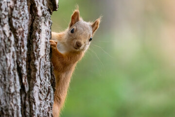 Close up of a cute and inquisitive little scottish red squirrel in the woodland