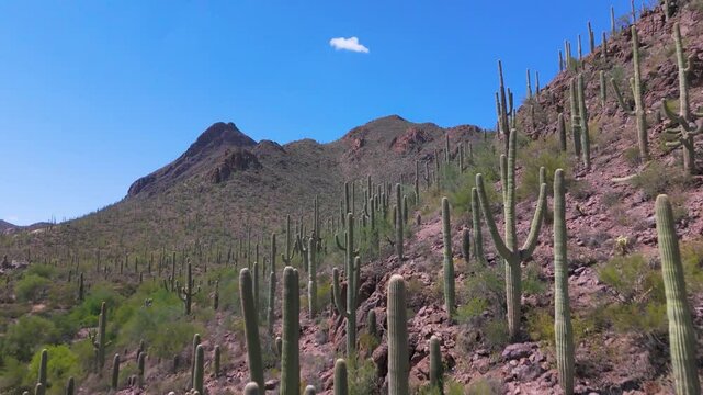 Aerial Odyssey: Scorching Arizona Desert Landscape, Majestic Saguaros, and Endless Rocky Terrain Unveiled in Stunning Drone Footage Under Blazing Desert Skies.
