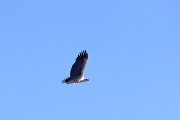white-bellied sea eagle