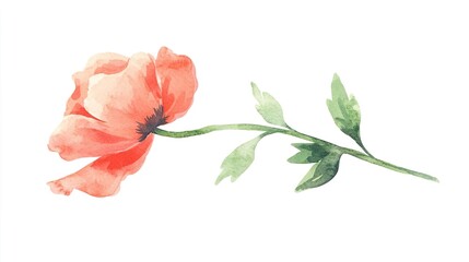 Watercolor clipart of a single poppy, isolate on white background