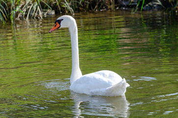 Fototapeta premium Schwan
