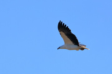 white-bellied sea eagle