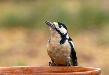 Male great spotted woodpecker having a drink of water from a dish in the forest