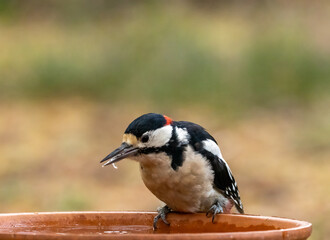 Male great spotted woodpecker having a drink of water from a dish in the forest