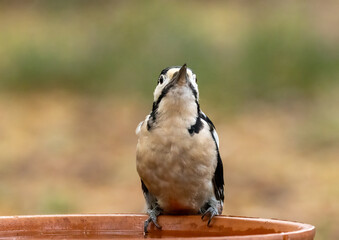 Male great spotted woodpecker having a drink of water from a dish in the forest