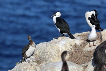 black-faced cormorant