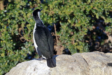 black-faced cormorant