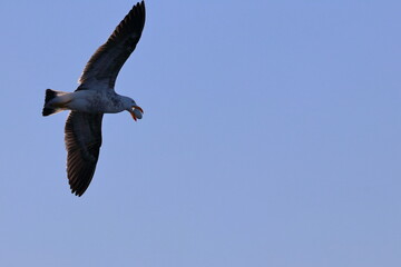gull