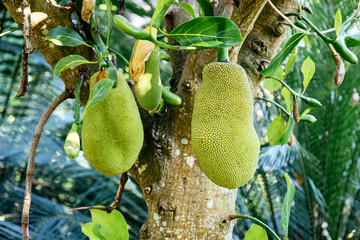 Jackfruit tree with hard-shelled ripe fruit in the Botanical garden in Puerto de la Cruz, Tenerife....